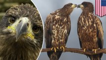 Hawk comes from hospital finds her man has mingled with a new friend - TomoNews