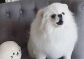 Adorable Dog Hilariously Mimics Cute Teddy