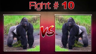 TOP 10 EXTREME CRAZY ANIMAL FIGHTS