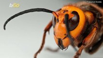 Bizarre Insect Facts That Will Make Your Skin Crawl