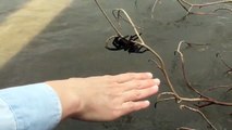 Sauvetage d'une araignée géante durant les inondations dans le Queensland
