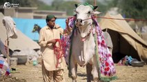 6 DANT MELA WINNER || 2nd Positon || Sibi Bull Lovers || Maweshi Mandi Karachi MMK