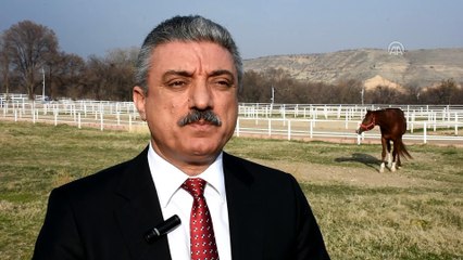 Safkan Arap atlarının yetiştirilme merkezi Sultansuyu - MALATYA