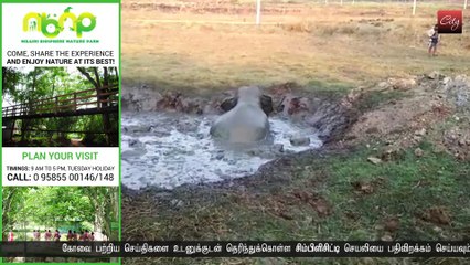 Elephant stuck in mud | SimpliCity