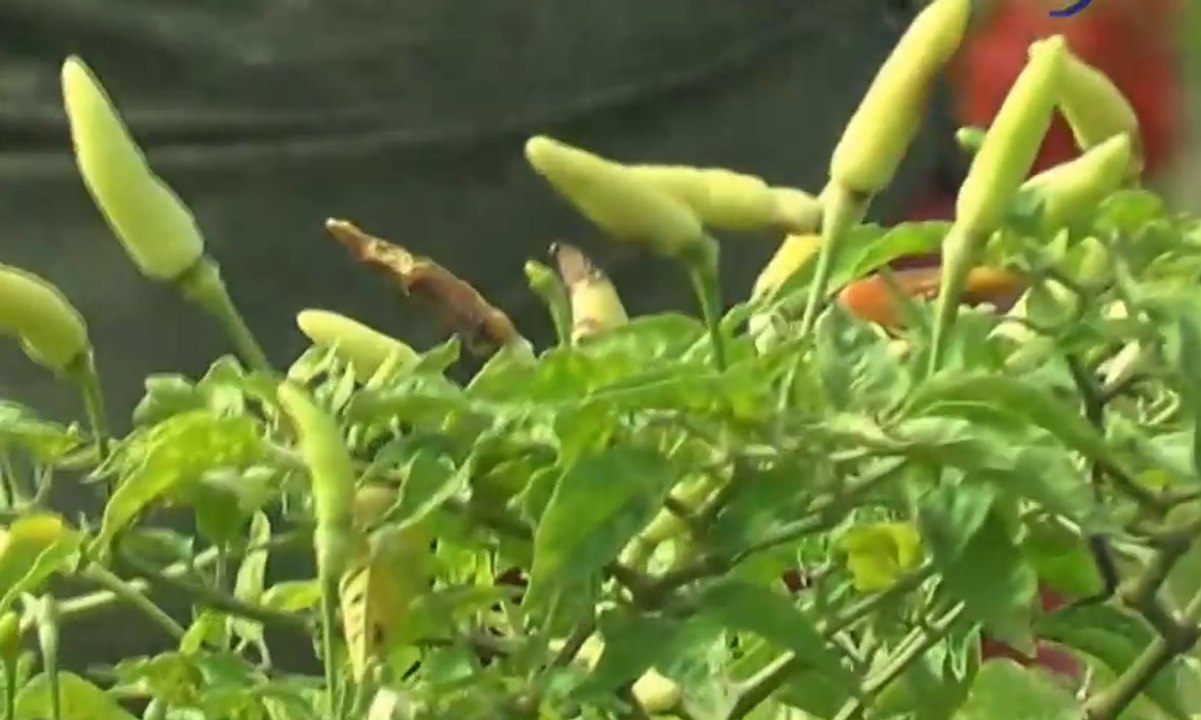 Harga Mahal, Pedagang Jual Cabai Busuk