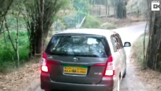 Angry Lion Attacks Safari Car In India