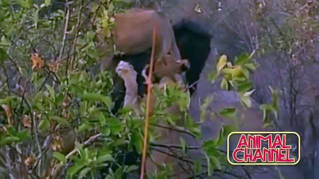 Most Spectacular Big Cat Attacks Compilation including Lion Attack, Leopard, Tiger, Jaguar, Cheetah (1)