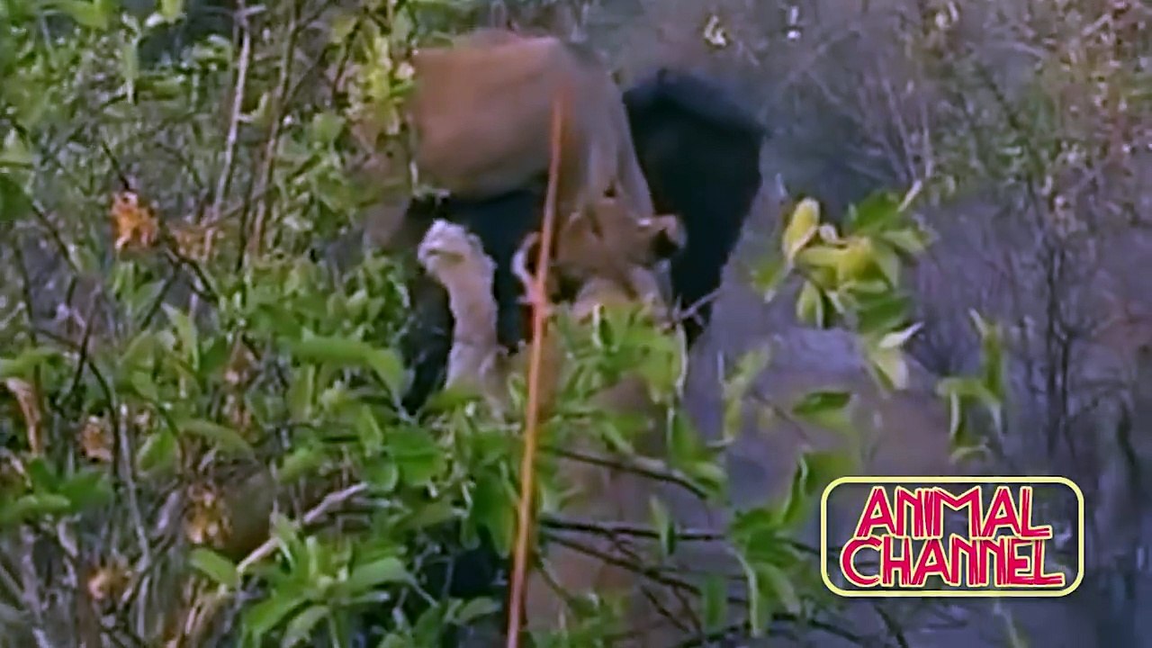 Most Spectacular Big Cat Attacks Compilation including Lion Attack, Leopard, Tiger,  Jaguar, Cheetah (1)