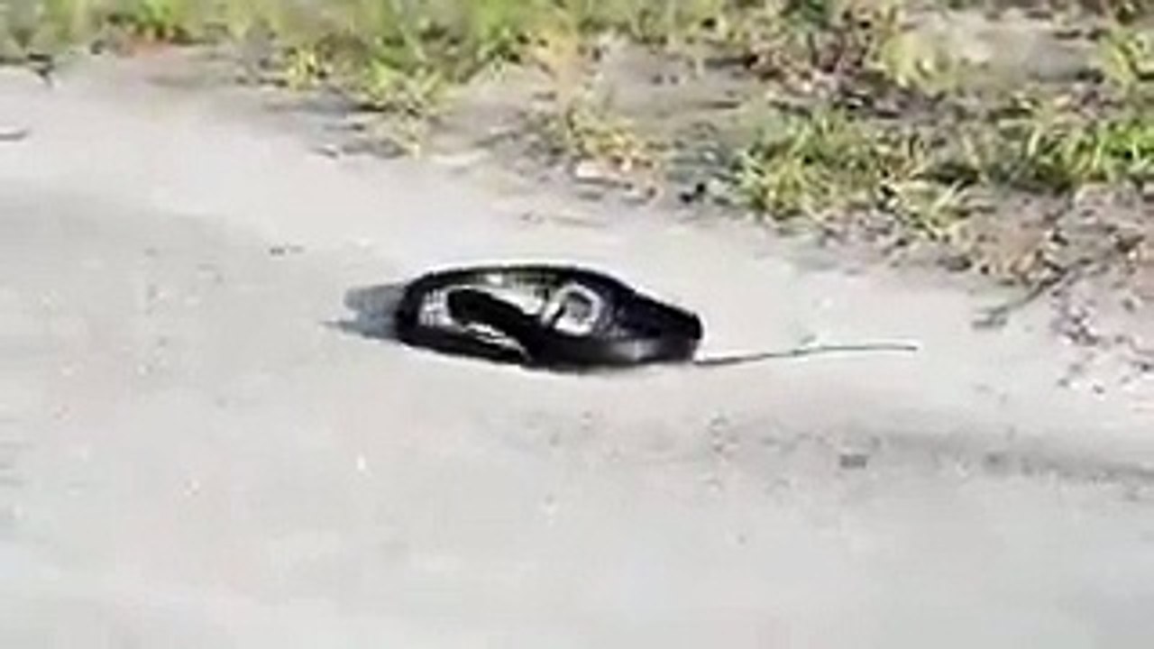 Weird Snake Goes Crazy And Kills Itself