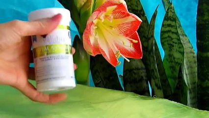 Health  Validus Nutrition Total Synergy Premium Pre and Probiotic Blend