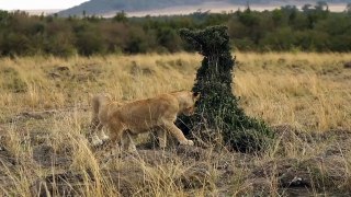 Lions vs Mongoose - Latest Sightings Pty Ltd