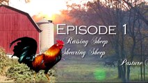 Building Pen for Sheep Homesteading for Beginners VOL 4 Episode 1 part 1