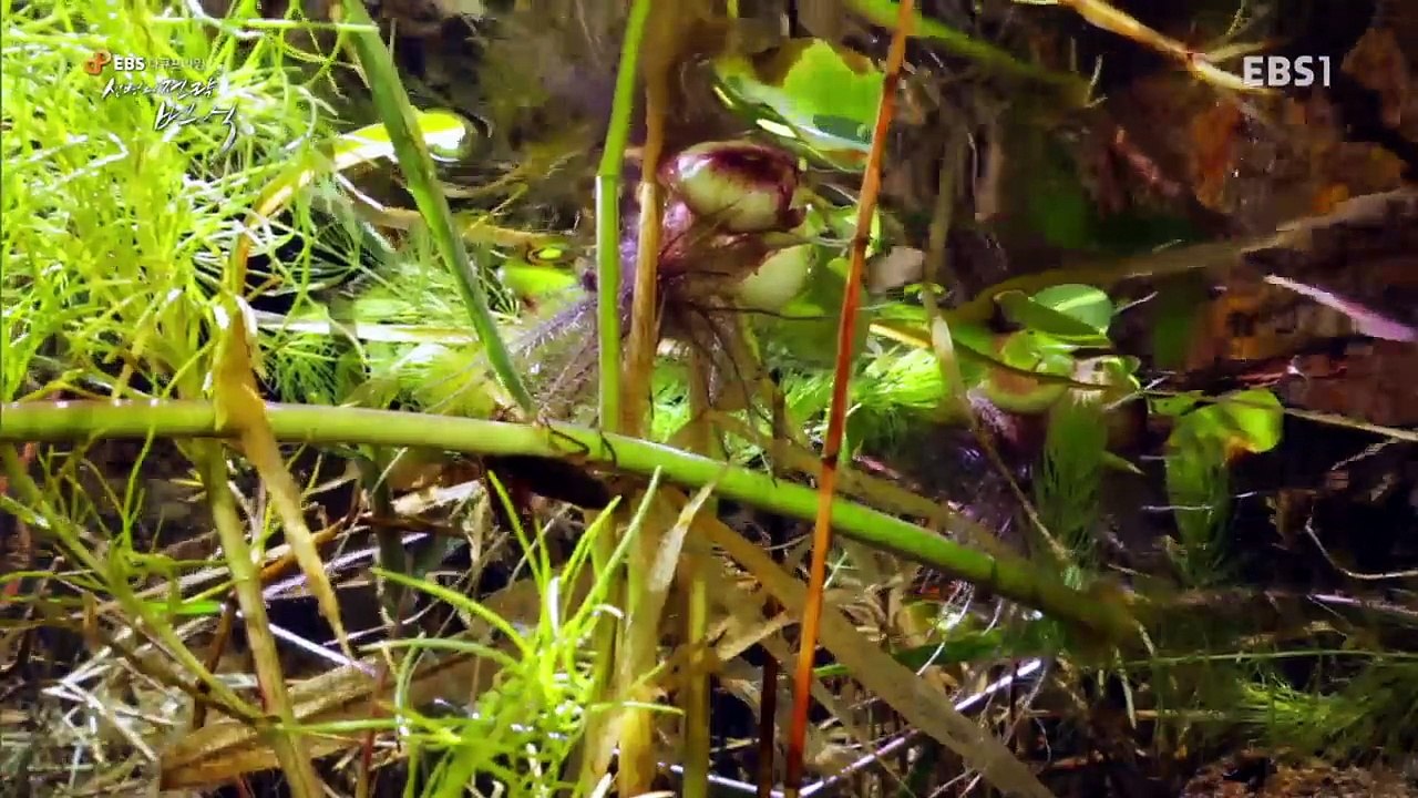 EBS 다큐프라임 - Docuprime_생명의 전략 번식- [은밀한 전쟁]_#002