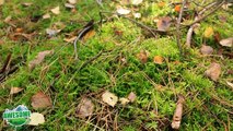 Bushcraft Shelters - Tree Root Shelter with no tools | TA Outdoors