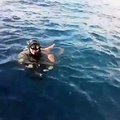 Un poulpe s'accroche à un plongeur