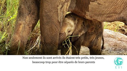 C'est fait : Bouglione arrête le cirque avec animaux