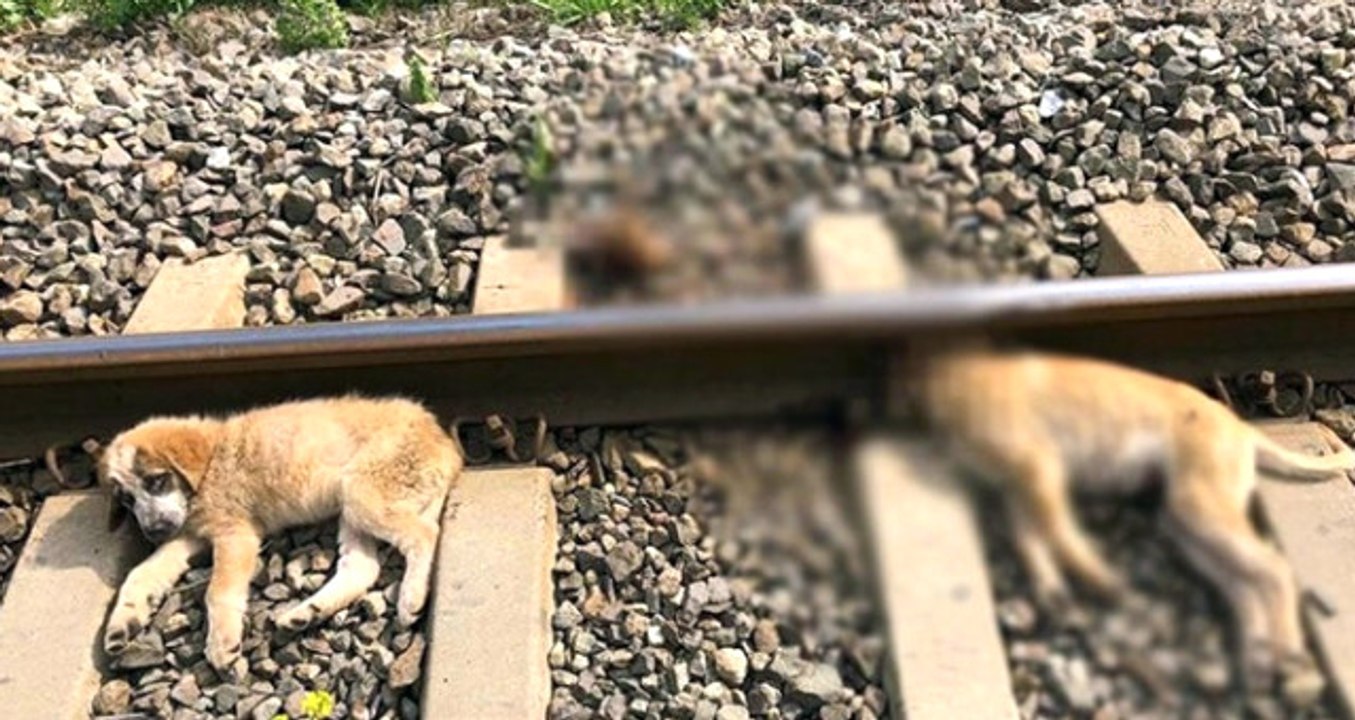 Akılalmaz Vahşet! 3 Sokak Köpeğini Raylara Bağlayıp Ölüme Terk Etti