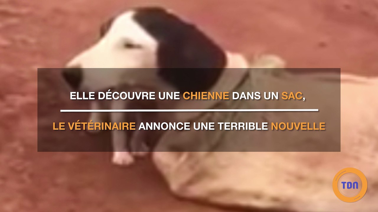 Elle découvre un chien attaché dans un sac, le vétérinaire lui annonce une terrible nouvelle