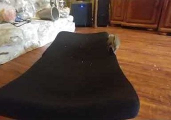 Man Defeats Squirrel in Tickle Battle for the Ages