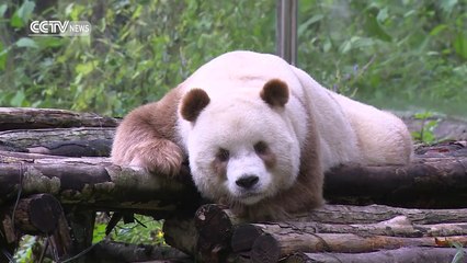 Brown giant panda becomes superstar in China