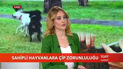 Sahipli Hayvanlara Çip Zorunluluğu
