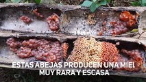 Estas abejas no producen mucha miel, pero tampoco pican