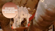 Gatos: os guardas-noturnos curiosos do Hermitage