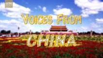 ‘Why are expats crazy about Chinese phones?’ - Voices From China