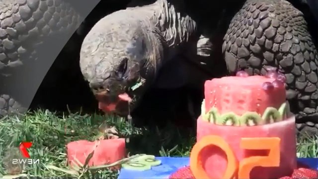 かわいいカメは 2018 を食べるの!