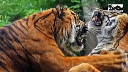 自然界の狂戦士たちの死闘10選【第17弾】►►チーター対クロコダイル・ライオン・タイガー・イーグル・スネーク・イノシシ