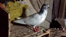 How to pigeons breeding in summer - Domestic pigeons breeding tips for summer months