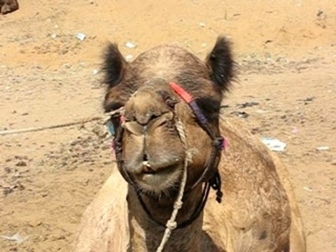 La mastication du chameau, comme si vous y étiez!!!