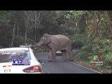 ช้างเขาใหญ่ตกใจ 6 ล้อ ขับเข้าหา ถอยหนีจนเกือบชนรถจอด | ข่าวเวิร์คพอยท์ | 24 ก.พ. 60