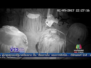 ร้องโจรมาขโมยไก่ชน 4 ครั้ง 12 ตัว คดีไม่คืบ lข่าวเวิร์คพอยท์ | 15 ก.พ. 60
