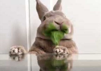 Adorable Rabbit Gets Busy Eating Greens