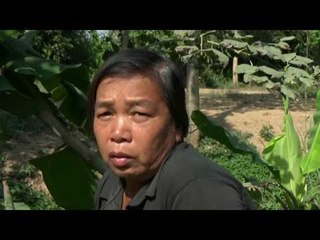 30 01 60 สุโขทัย แห่ขอโชคต้นกล้วยประหลาดออกเครือก้านคล้ายพญานาค