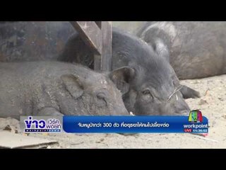 จับหมูป่ากว่า 300 ตัว ที่อยุธยาให้คนไปเลี้ยงต่อ | ข่าวเวิร์คพอยท์ | 28 ก.พ. 60