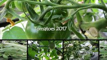 トマトの水耕栽培2017- Hydroponic cultivation of tomatoes at 2017