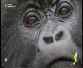 Simios: Planificacion y aprendizaje