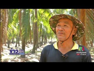 สกู๊ป ข่าวแก้จน มะพร้าวน้ำหอม จากสวนสู่ห้าง | ข่าวเปรี้ยงเที่ยงตรง | 24 มี.ค.. 60