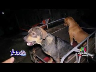 สลดคุณยายวัย 82 ปี ถูกสุนัข 4 ตัว รุมกัดเสียชีวิต   ข่าวเช้า 27 มี.ค.60