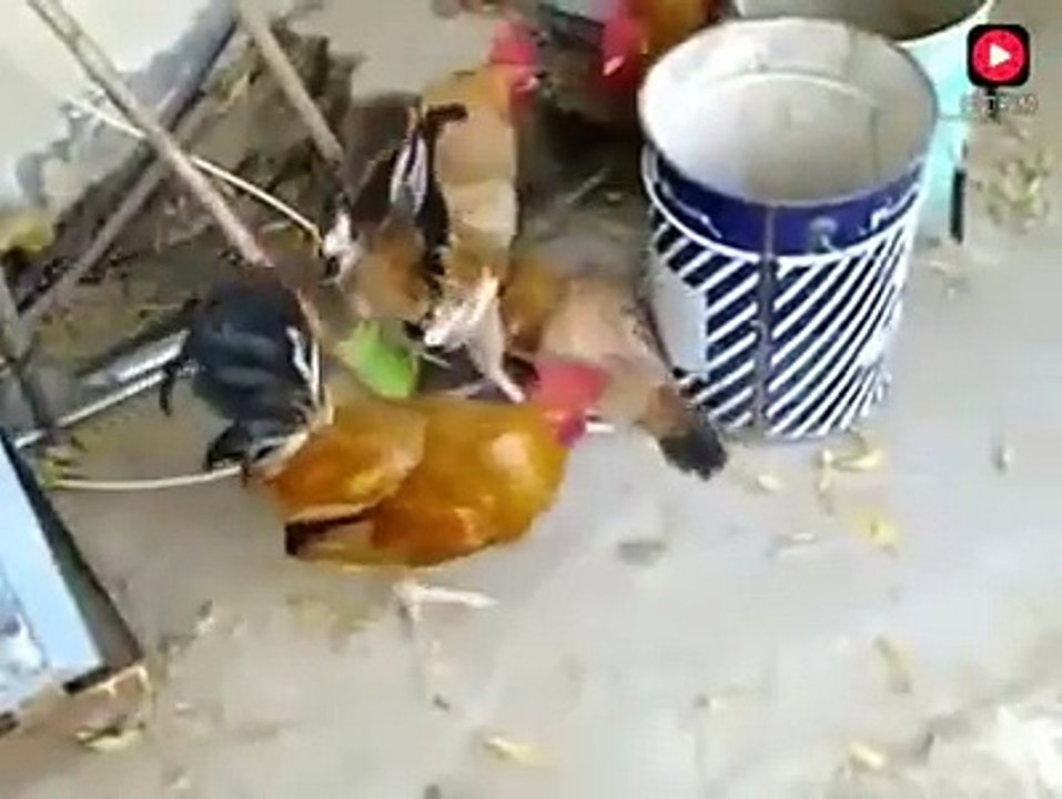 Gallina  es  violada mas de  50 veces por  llagos del mismo corrar