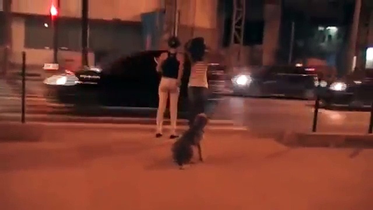 Incredible Dog