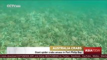Giant spider crabs amass in Port Philip Bay in Australia