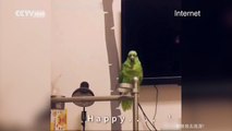 This performing parrot will leave you in fine feather