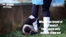 Panda cub tries to snatch keepers’ footwear