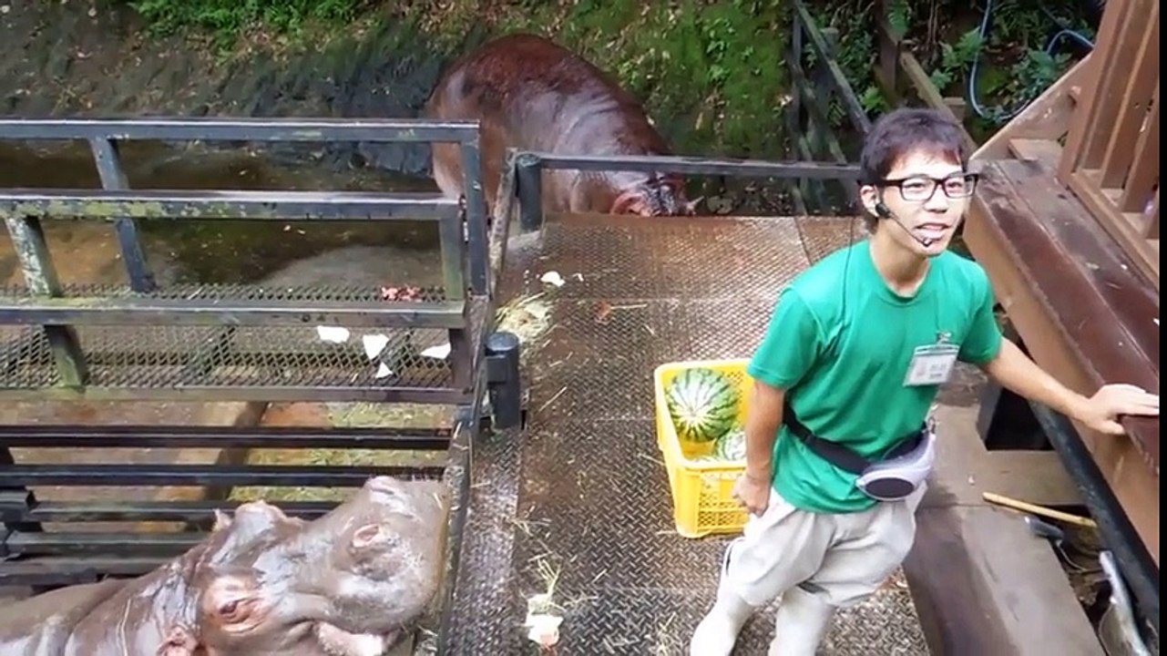 Ces hippopotames avalent des pastèques en quelques secondes !