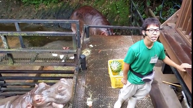 Ces hippopotames avalent des pastèques en quelques secondes !