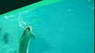 Ces dauphins avalent l'air de ce tuyau dans l'aquarium !