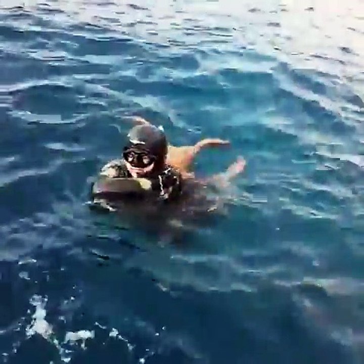 Amoureuse cette pieuvre ne lâche pas ce plongeur !